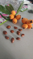 Loquat Tree Plant 10-13" Japanese Plum Tropical Edible Fruit Leaves Tea Eriobotrya japonica Organic