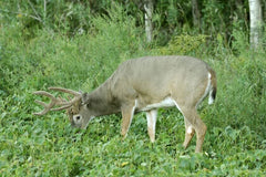 Deer Food Plots Seeds - Peas and Oats Cover Crop - Fast Growing, Spring Use - Ideal for Wildlife Habitat