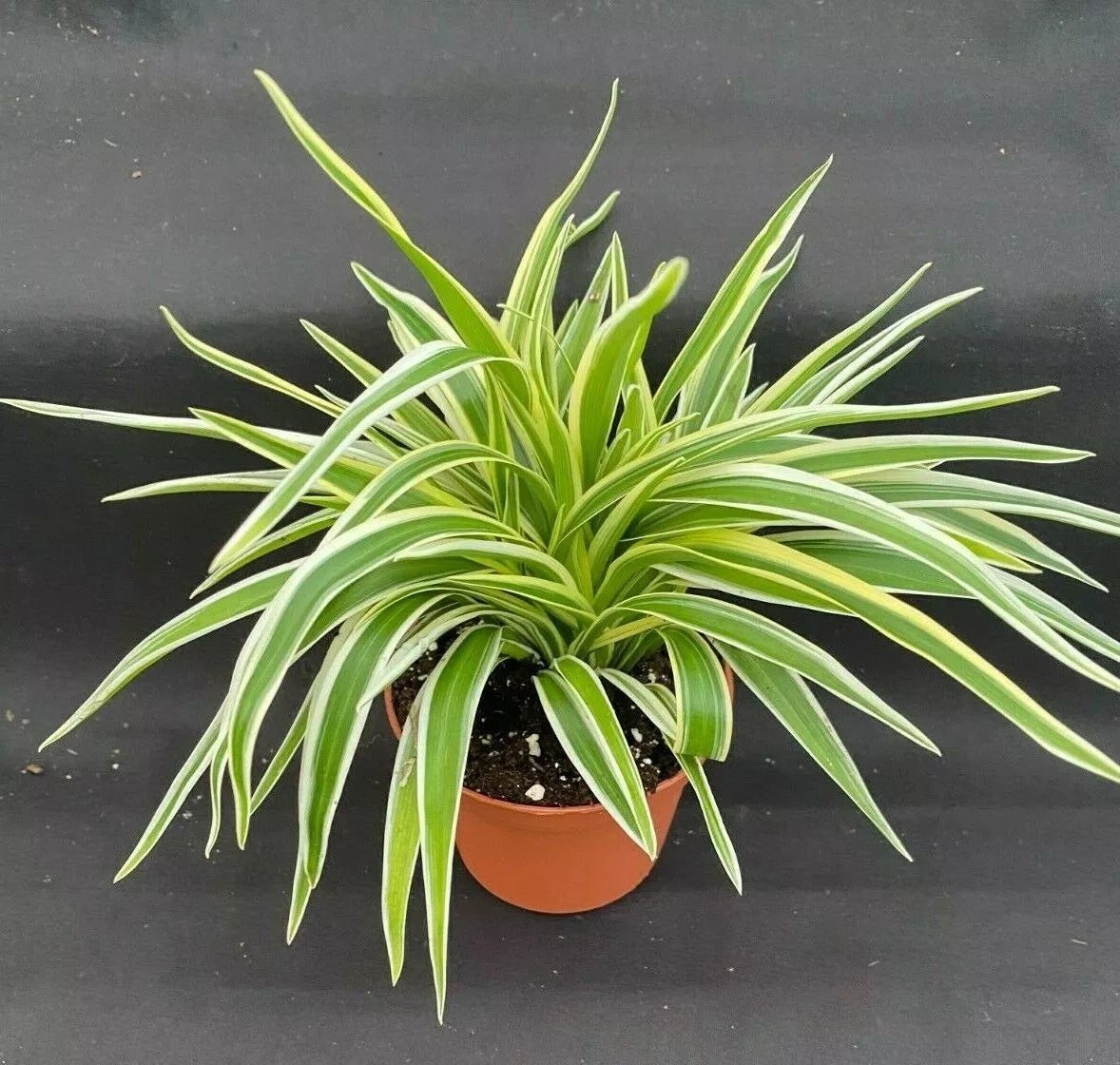 Clean Air Plant 3