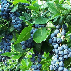 Vaccinium 'Razz' Blueberry Plant 6-12" Live Starter, Sweet Raspberry Flavor, Vaccinium corymbosum, Northern Highbush, Zone 4-9