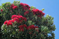 New Zealand Christmas Tree Seeds - 40 Pack - Native Flowering Evergreen - Metrosideros excelsa