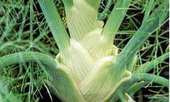 Fennel Seed - Heirloom Florence Fennel - Non-GMO - 50+ Seeds - Foeniculum vulgare var. dulce