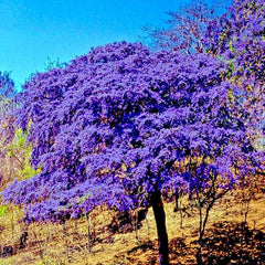 Lignum Vitae Tree Seeds - 10 Rare Guaiacum officinale Exotic Hardwood Seeds for Planting
