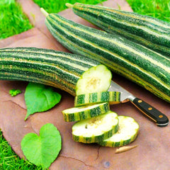 Striped Armenian Cucumber Seeds | Painted Serpent Yard Persian Snake Seed | Cucumis melo 2025