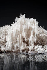 White Willow Tree - Silver Leaf - Shimmers in Sun and Moonlight - Salix alba