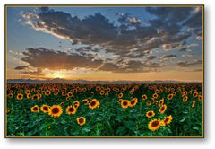 Bulk Packet Dwarf Sunflower Seeds 200 Count - Helianthus annuus - Ideal for Home Gardens and Pollinator Attracting