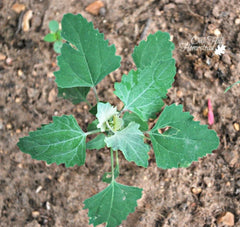 Lambs Quarter Live Plants Set of 3 - Edible Wild Spinach Pigweed - Chenopodium album