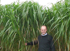Elephant Grass Seeds - 100 Seeds - Tallest Grass - Cenchrus purpureus - Ideal for Privacy Screens and Erosion Control