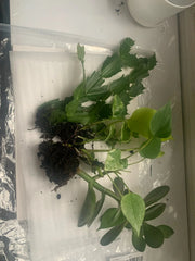 Rooted Indoor Plants Set - Jade, Cactus, and Pothos Varieties - Perfect for Home Décor and Air Purification