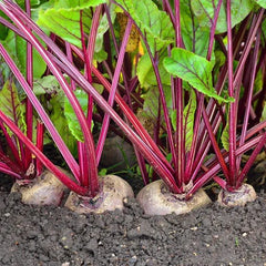 Detroit Dark Red Beet Seeds - Ruby Red Variety for 2025 Planting - Beta vulgaris