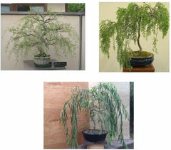 Bonsai Willow Tree Bundle - 3 Large Trunk Cuts - Exotic Ficus Salicaria - Indoor Plant Decor