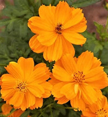 Cosmos Gold Dwarf Sulphur Seeds - 80+ Seeds - Easy to Grow Annual Flower - Cosmos sulphureus