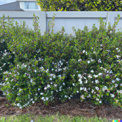 Dwarf Myrtle Hedge Bush Seeds | 20+ Seeds | Fragrant White Flowering | Myrtus Communis