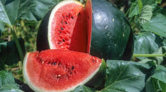 50+ Small Shining Light Watermelon Seeds for Planting - Citrullus lanatus - Non-GMO - USA Grown - Free Shipping