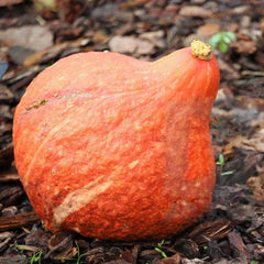 Golden Hubbard Squash Seeds - 20+ Count - Heirloom Vegetable Seeds for Garden (Cucurbita maxima)