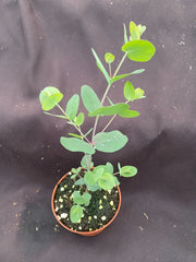 Eucalyptus cinerea Plant - Silver Dollar Eucalyptus, Rooted in 3" Pot, Live Houseplant