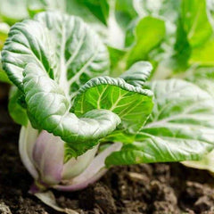 Bok Choy Seeds - Baby White Stem Extra Dwarf Pak Choi - Brassica rapa - Perfect for 2025 Planting USA