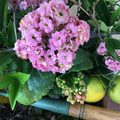 Kalanchoe Double Bloom Succulent Cuttings - Rooting Size - 3 Colors: Pink, Yellow, White - Kalanchoe blossfeldiana