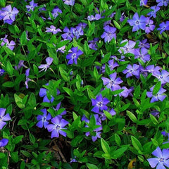 25 Vinca Minor Periwinkle Ground Cover Plants, Evergreen Creeping Myrtle, Perennial Garden Greenery