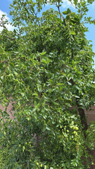 Jujube Tree Cuttings - 5pcs, Ziziphus jujuba, Organic Jujube Plant Propagation Supplies