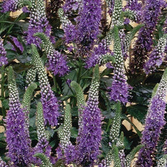 Purple Veronica Seeds - Speedwell Royal Candle Flower - 100 Perennial Flower Seeds - Veronica spicata