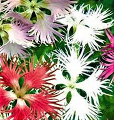 Fringed Flower Seeds Assorted Mix, 200 Seeds - Ideal for Garden Planting - Perfect for Flower Beds, Annuals
