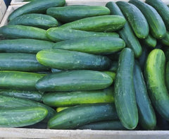 Cucumber Seeds - Early Spring Burpless Variety - Fresh Seed for Planting - Cucumis sativus