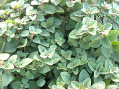 Organic Greek Oregano Herb Seeds - 301+ Seeds for Garden or Container - Perennial Culinary Herb (Origanum vulgare)