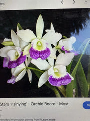 Cattleya Orchid Plant 2 Stem Bare Root Hawaiian Stars - Cattleya spp.