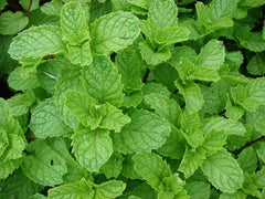 Spearmint Seeds - 1000 Count - Mentha spicata - Aromatic Herb for Cooking and Gardening