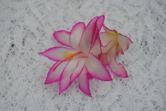 Christmas Cactus Starter Plant - Fairy Tale - Schlumbergera truncata - Well Rooted Cactus, Perfect for Holiday Decorating