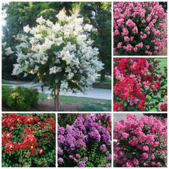 Crape Myrtle Plant 18''-24'' Height Mixed Colors Lagerstroemia, Quart Pot, Low-Maintenance Ornamental Shrub for Landscapes