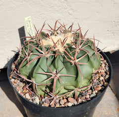 Echinocactus Texensis Horse Crippler Cactus Live Rooted Plant - Unique Desert Succulent, Drought-Tolerant, Low Maintenance