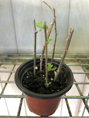 Goji Berry Plant Cuttings - 5 Live Cuttings in Pot - Ready to Plant - Lycium barbarum