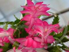 Thanksgiving Cactus Cuttings - 3 UNROOT ANN PINK COLOR - Healthy Schlumbergera Cuttings for Planting