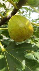 Live Fig Tree Cuttings 5pcs - Healthy Sweet Varieties - Hardy Fresh Cuttings (Ficus carica)
