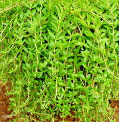 50 Live Sedum Sarmentosum Cuttings - Fast Growing Creeping Perennial Ground Cover Plants