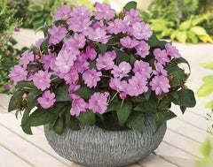 Busy Lizzy Seeds, 100 Count, Impatiens Sun & Shade, Sea Shell GL, Non-GMO