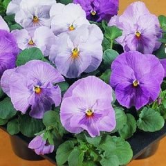 Pansy Seeds - 50 Count Clear Lavender Flower Seeds - Viola tricolor