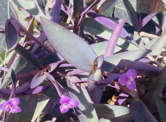 Tradescantia Pallida Clippings - 15 Purple Heart Cuttings for Plant Propagation