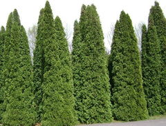 Thuja Tree Seeds - White Cedar Arborvitae (Thuja occidentalis) - Fast Growing Bulk Seeds