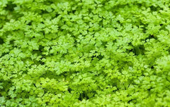 Winter Chervil Seeds - 500+ Count - French Parsley, Sweet Sicily - Gourmet Herb - USA