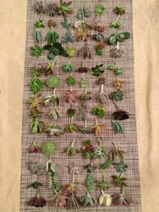 Premium Succulent Cuttings Set - 60 Total, 40 Varieties, 5 Rare Species - Ideal for Gardening and Home Decor