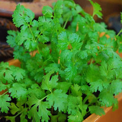 Cilantro Seeds 200++ Heirloom Non-GMO Herb Seeds Coriandrum sativum - USA Seller
