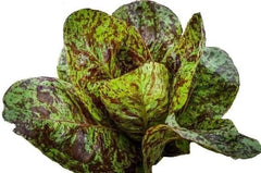 Freckles Romaine Lettuce Seeds - 500+ Heirloom Organic Non-GMO - Lactuca sativa