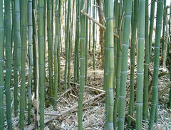 Yellow Groove Bamboo Rhizome Cuttings 3ct - Phyllostachys aureosulcata - Hardy Zone 5 Garden Plants