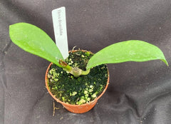 Hoya diversifolia Plant 2.5" Pot Unique Shaped Leaves Rooted