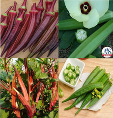 Okra Seeds Bulk Pack - Red Burgundy, Clemson Spineless, Jing Orange, Perkins - 150 Seeds - Vegetable Garden Variety