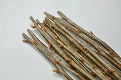 Black Currant Cuttings 10 Inches - 12 Pcs for Propagation - Ribes nigrum