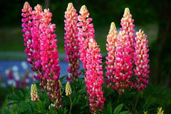 Lupine Seeds - 25 Pink Purple Orange Perennial Flower Seeds - Hardy Lupinus Polyphyllus - USA Grown